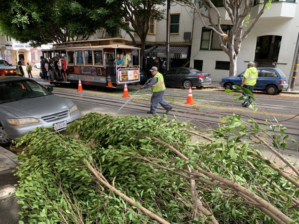 Cable car plea: fix the ficus
