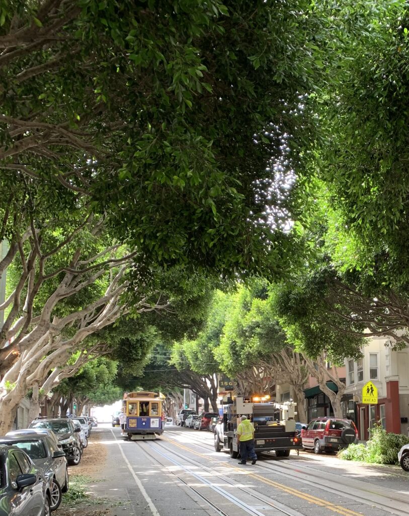 Cable car plea: fix the ficus