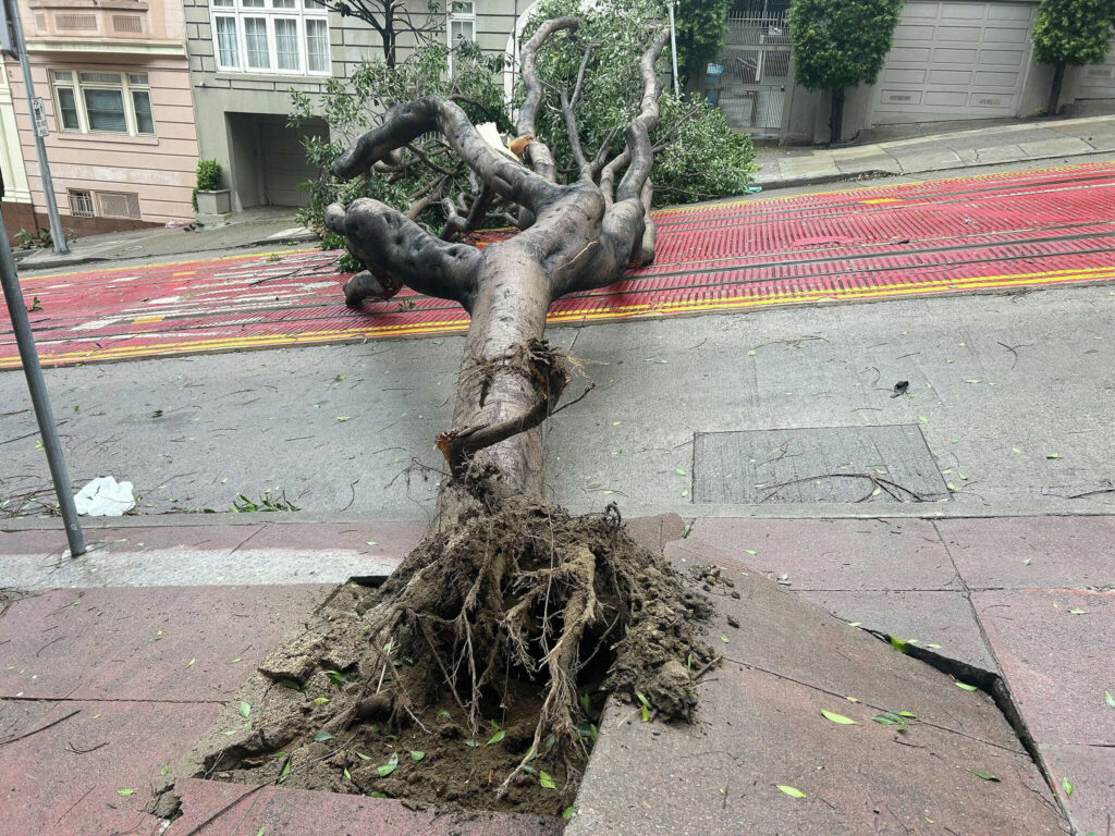 Cable car plea: fix the ficus
