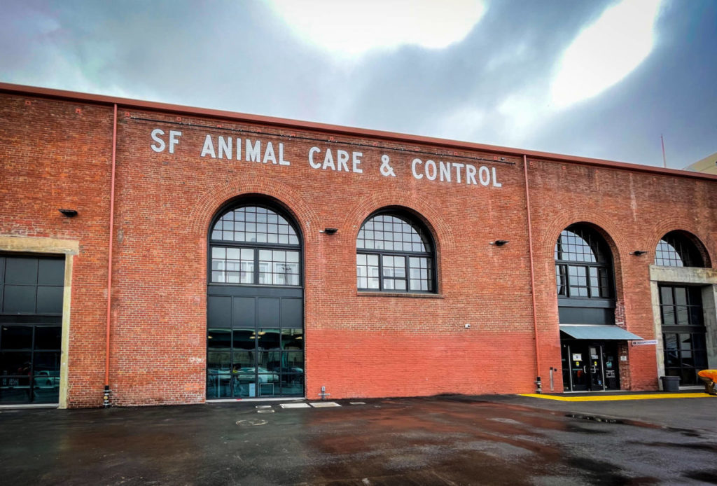 Powerhouse goes to the dogs (and cats)!