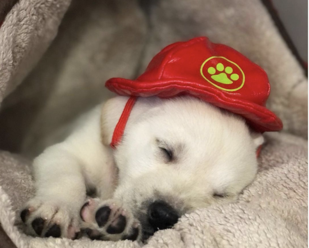 Powerhouse goes to the dogs (and cats)!